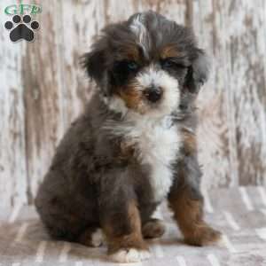 Mack, Mini Bernedoodle Puppy